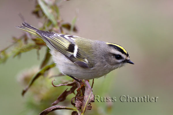 Golden-crowned Kinglet © Russ Chantler